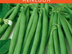 Bean, Blue Lake FM1 (Pole)