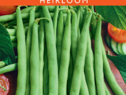 Bean, Bush Contender