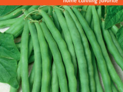 Bean, Kentucky Blue (Pole)