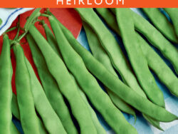 Bean, Kentucky Wonder (Pole)