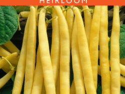 Bean, Pencil Pod Yellow Wax