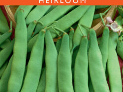 Bean, Roma II Italian Flat Pod