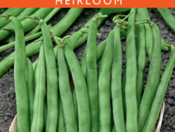 Bean, Tendergreen Improved