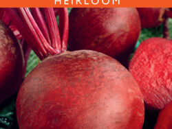 Beet, Detroit Dark Red