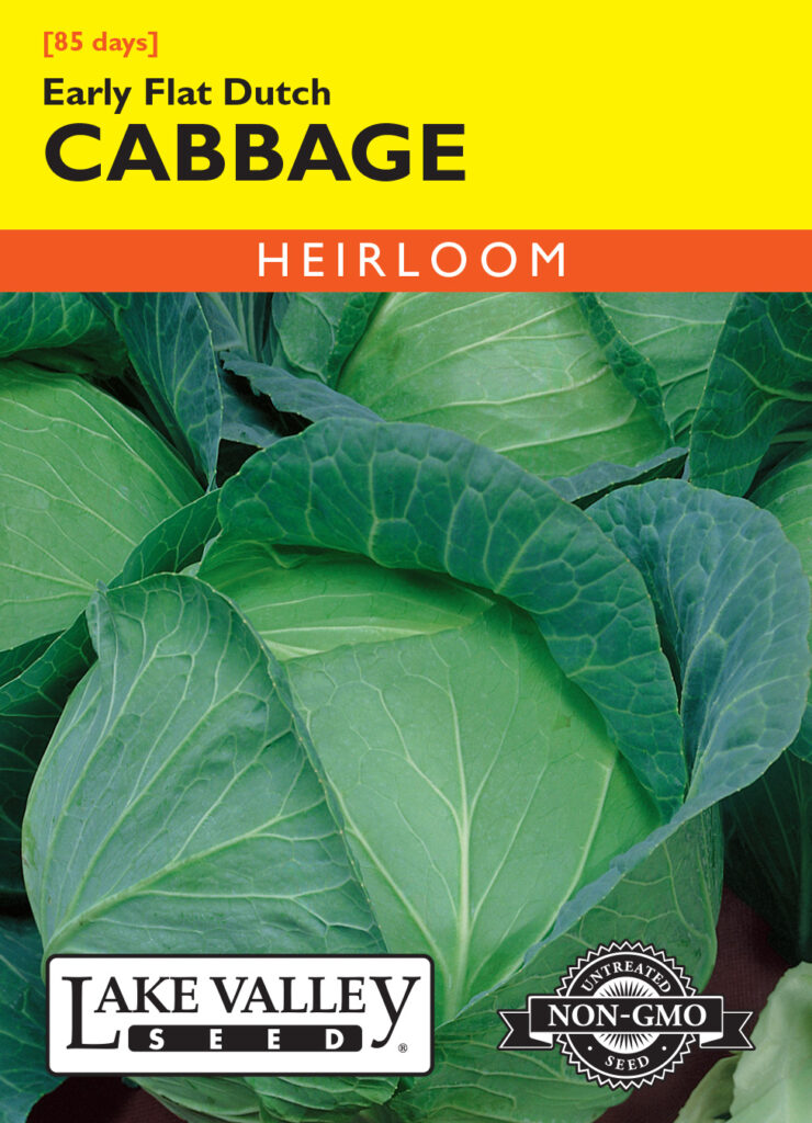 Cabbage, Early Flat Dutch A+ Garden Center Duluth, Minnesota Plants, Trees, Shrubs