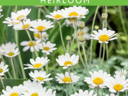 Chamomile, German Heirloom