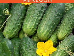 Cucumber, National Pickling