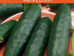 Cucumber, Spacemaster