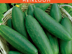 Cucumber, Straight Eight