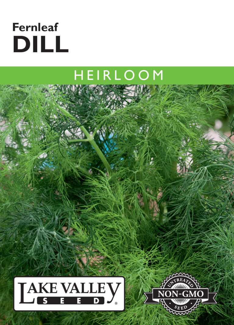 Dill, Fernleaf Heirloom A+ Garden Center Duluth, Minnesota Plants