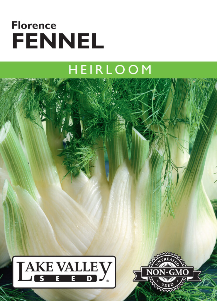 Fennel, Florence Heirloom A+ Garden Center Duluth, Minnesota Plants, Trees, Shrubs