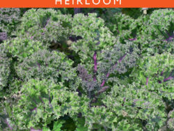 Kale, Red Russian