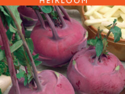 Kohlrabi, Early Purple Vienna