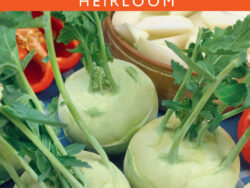 Kohlrabi, Early White Vienna