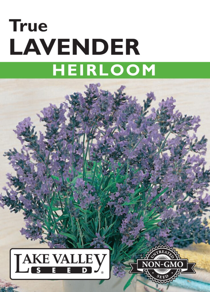 Lavender, True Heirloom A+ Garden Center Duluth, Minnesota Plants