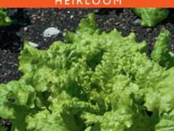 Lettuce, Black Seeded Simpson