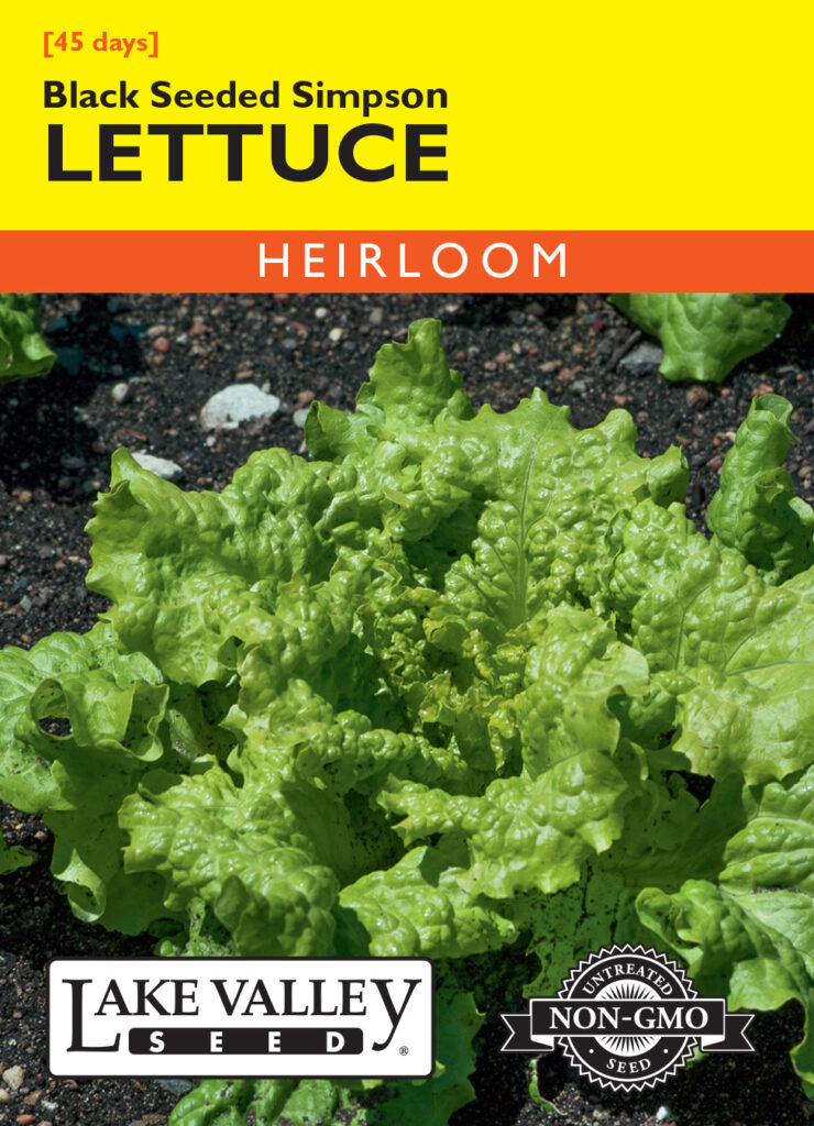 Lettuce, Black Seeded Simpson A+ Garden Center Duluth, Minnesota