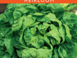 Lettuce, Buttercrunch