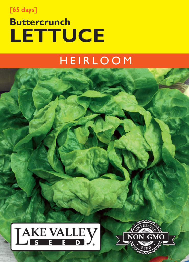 Lettuce, Buttercrunch A+ Garden Center Duluth, Minnesota Plants