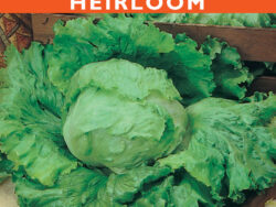 Lettuce, Great Lakes Iceberg