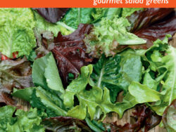 Lettuce, Mesclun Zesty Salad Mix