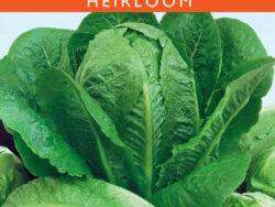 Lettuce, Romaine Parris Island