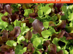 Lettuce, Salad Blend