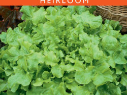 Lettuce, Salad Bowl Green