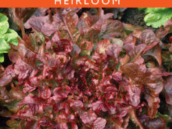 Lettuce, Salad Bowl Red