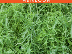 Mustard Greens, Mizuna