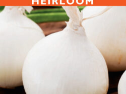 Onion, White Sweet Spanish (Long Day)