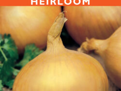 Onion, Spanish Utah (Long Day)