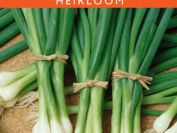 Onion, White Lisbon Bunching