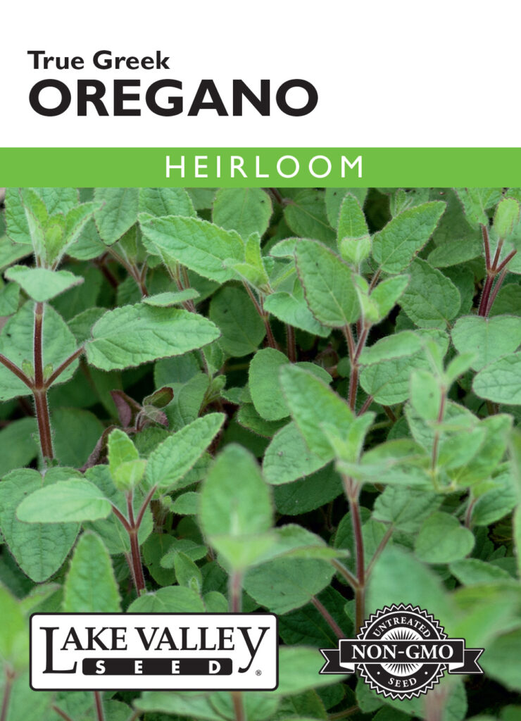 Oregano, True Greek Heirloom A+ Garden Center Duluth, Minnesota
