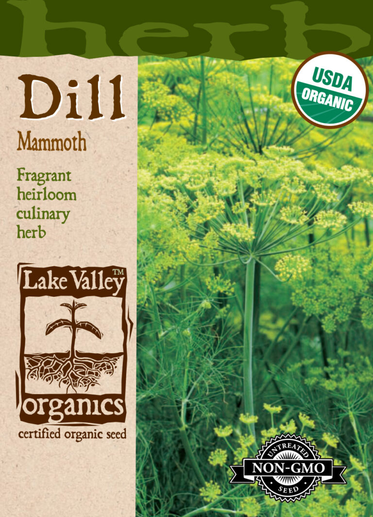 Dill, Mammoth Organic A+ Garden Center Duluth, Minnesota Plants, Trees, Shrubs, Flowers