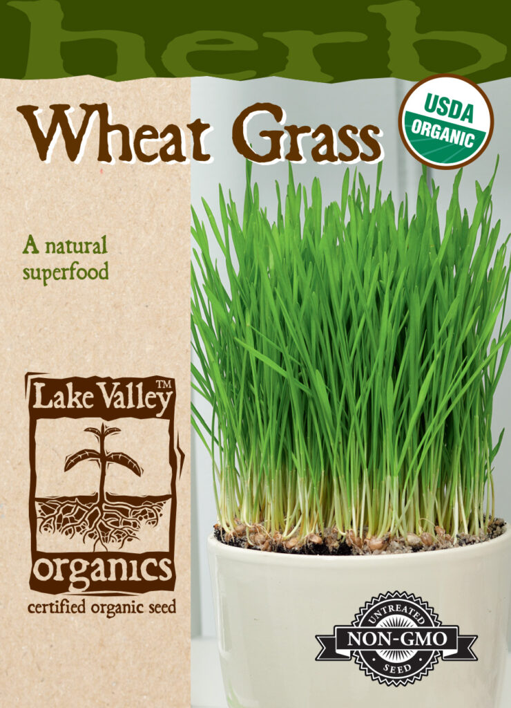 Grass, Wheat Organic A+ Garden Center Duluth, Minnesota Plants, Trees, Shrubs, Flowers