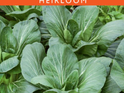 Pak Choi, Baby Bok Choy