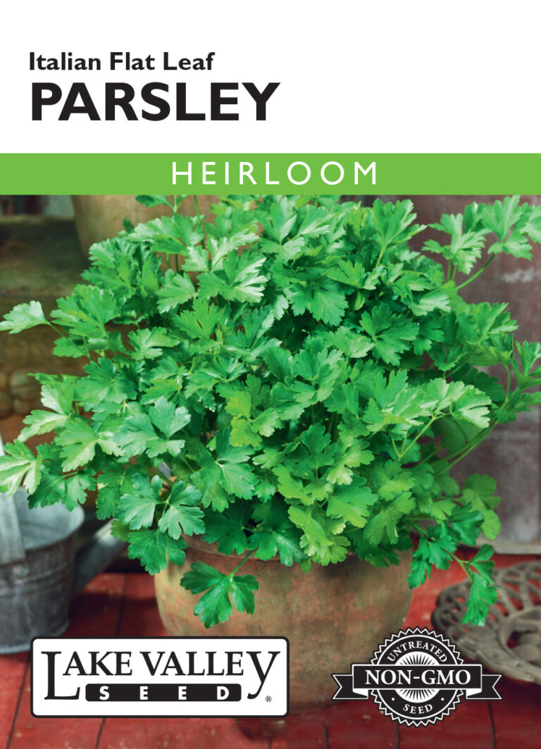 Parsley, Italian Flat Leaf Heirloom A+ Garden Center Duluth