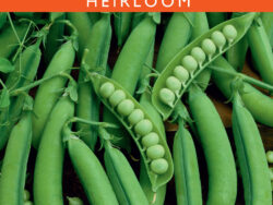 Pea, Little Marvel (Bush)