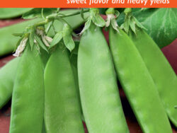 Pea, Oregon Sugar Pod II (Bush)