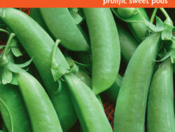 Pea, Sugar Daddy Snap (Bush)