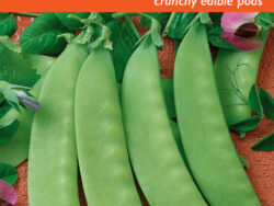 Pea, Sugar Snap (Pole)