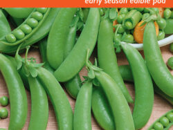 Pea, Super Sugar Snap (Pole)