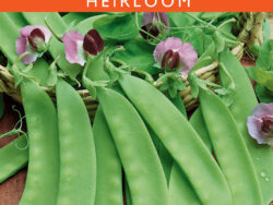 Pea, Dwarf Grey Sugar