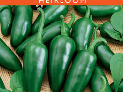 Pepper, Hot Jalapeño