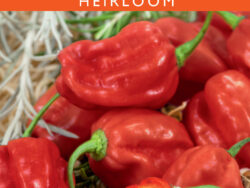 Pepper, Hot Habanero Red