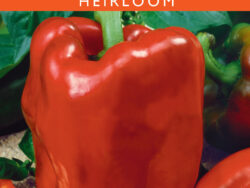 Pepper, Sweet Red Bell