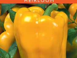 Pepper, Sweet Sunbright Golden Bell