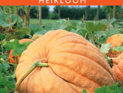 Pumpkin, Atlantic Giant