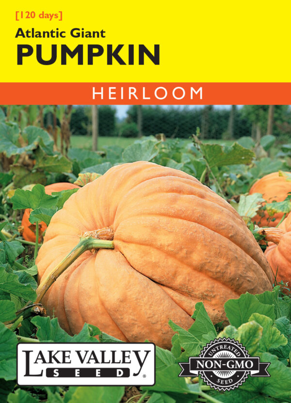 Pumpkin, Atlantic Giant